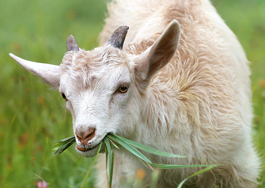 White Goat Eating Grass during Daytime · Stock HD wallpaper