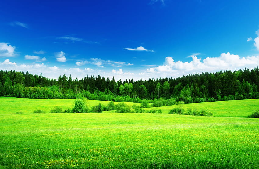 Padang rumput, padang rumput Wallpaper HD