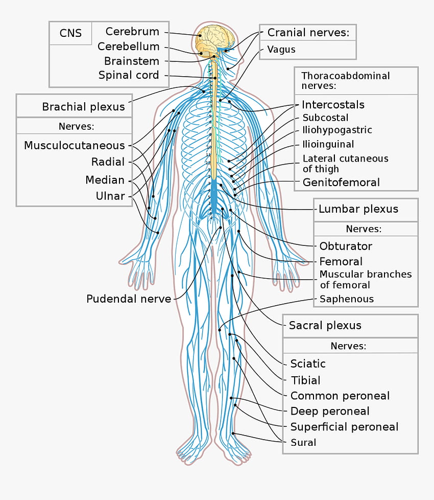 Sistema Nervioso Humano, Png fondo de pantalla del teléfono