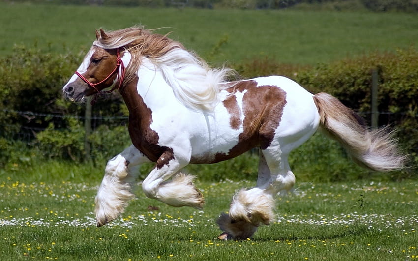 Pinto Horse Racing Red And White 3840x2400 : 13 HD тапет