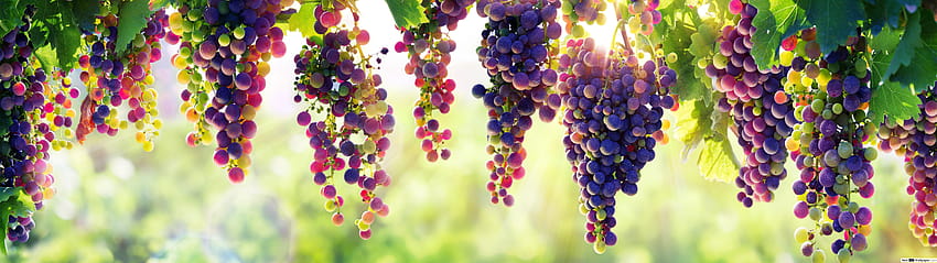 Grapes Vine, 7680x2160 autumn HD wallpaper