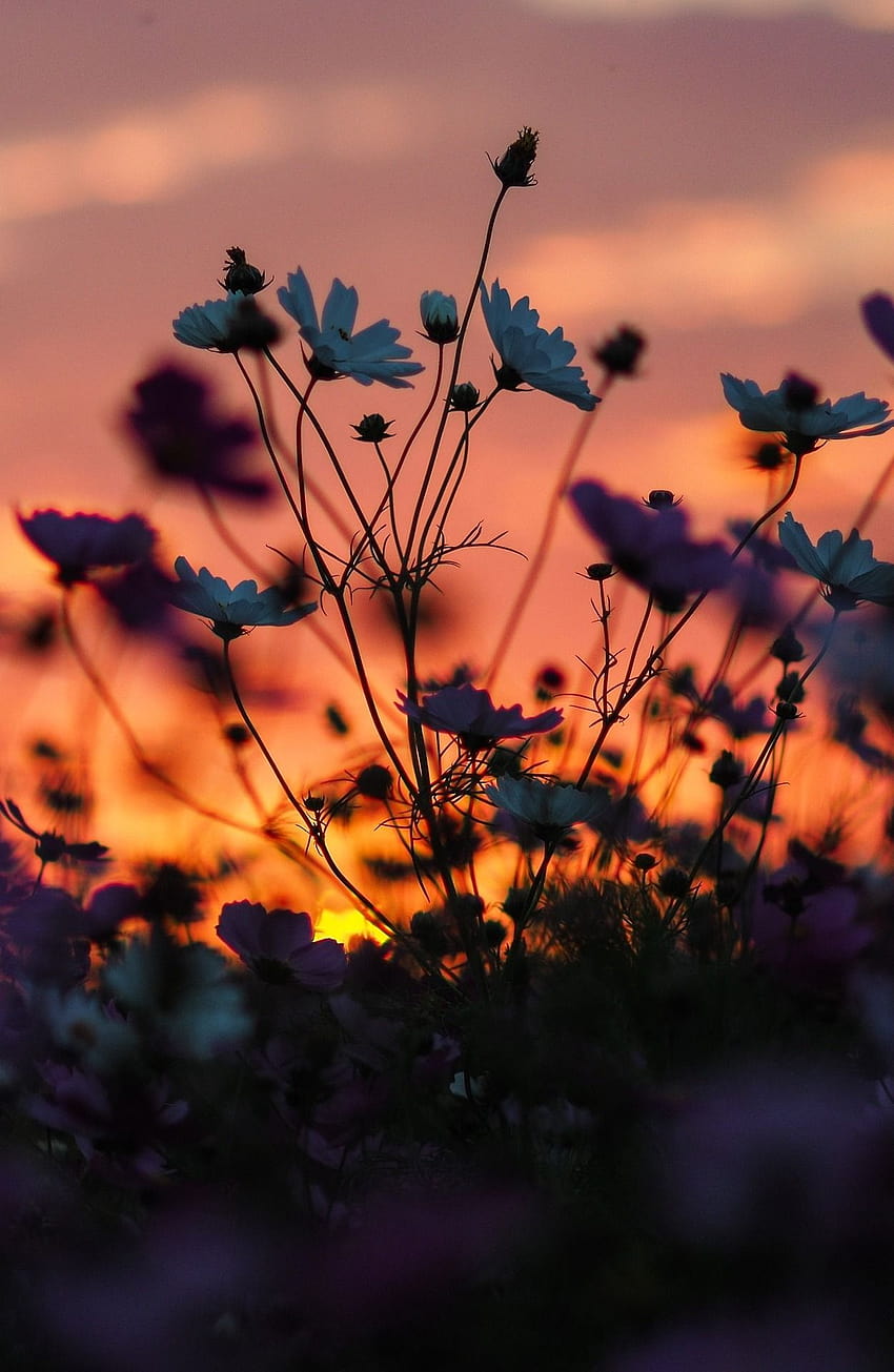Perspektywy obiektywu, letnie kwiaty zachody słońca Tapeta na telefon HD