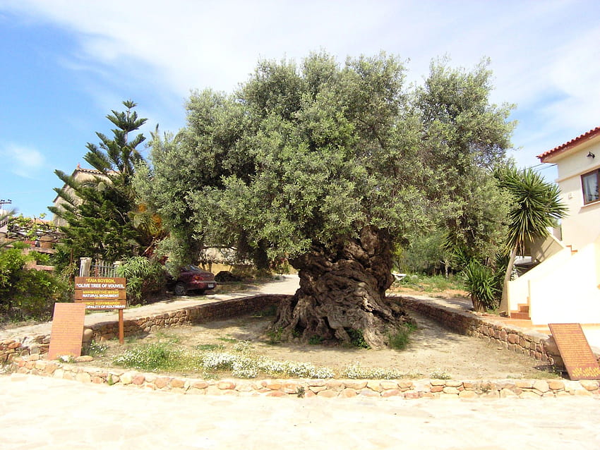 10 Olive Tree HD wallpaper