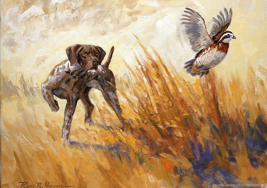 German Shorthaired Pointer Hunting Backgrounds, german shorthaired pointers HD wallpaper