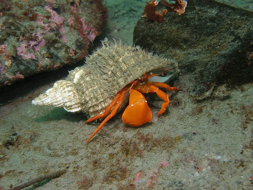underwater hermit crab HD wallpaper