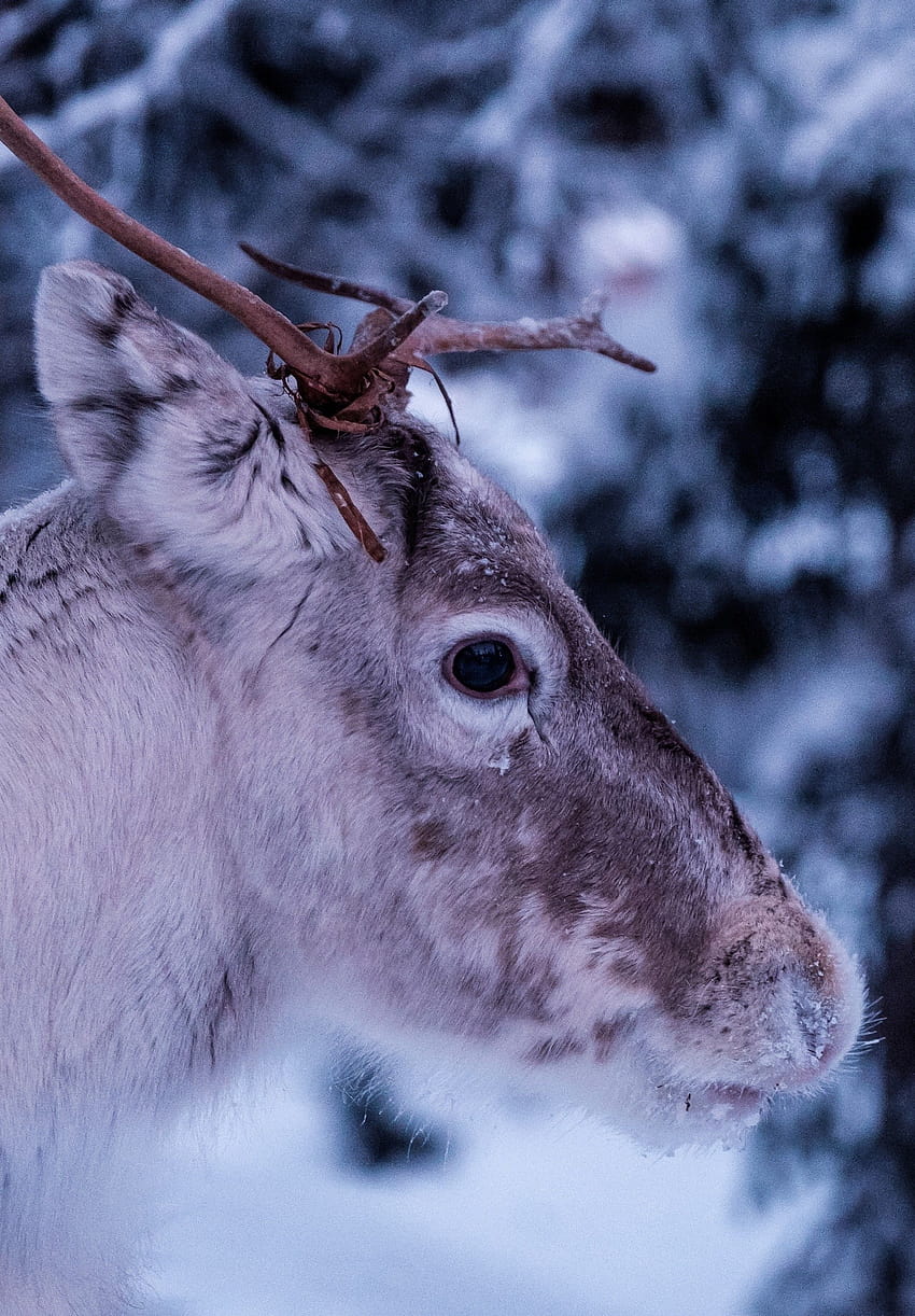 2102x3023 Deer, Profile View, Snow, Winter, winter profile picures HD phone wallpaper