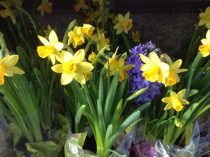 stock of daffodil, flowers spring hyacinth, yellow, yellow hyacinths flowers HD wallpaper
