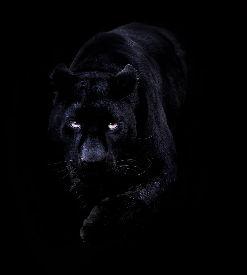 Schwarzer Panther, Pantherdesign mit schwarzem Hintergrund HD-Handy-Hintergrundbild