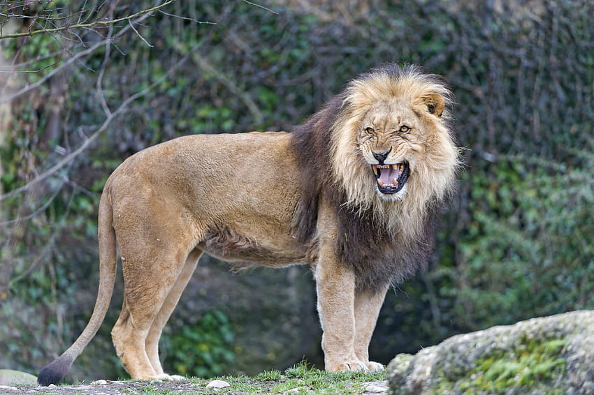 : wild, male, beautiful, rock, stone, standing, cat, Zoo, big, Nikon, lion, basel, angry, openmouth, zolli, d4 4654x3097, lions open mouth HD wallpaper