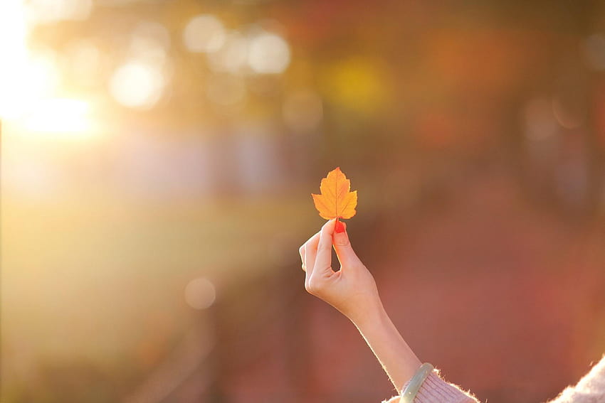 Flower Backgrounds, Hand, Nature , Autumn, Leaf Blur, girl autumn field HD wallpaper