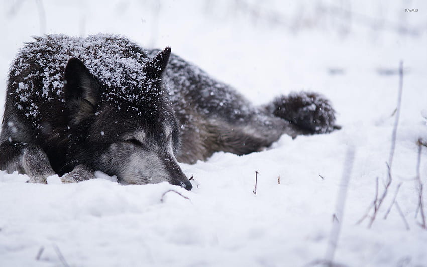 Black wolf sleeping in the snow, black wolf in snow HD wallpaper