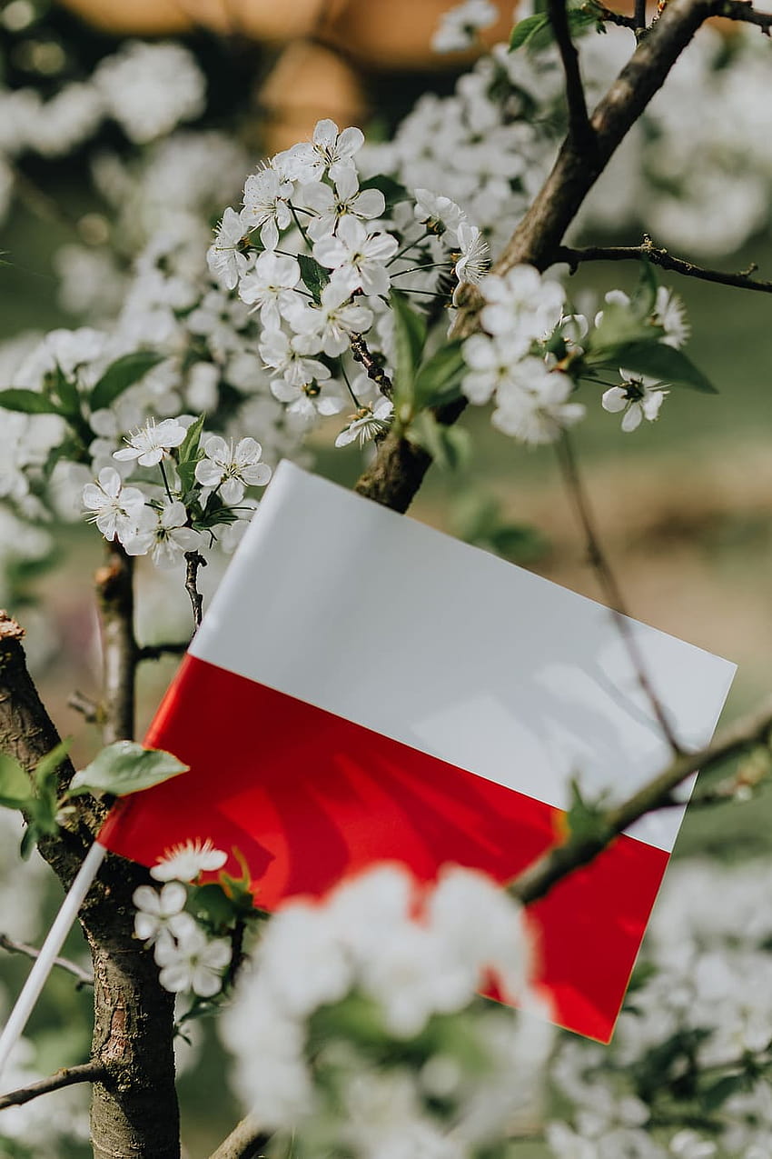 : Flag of Poland, spring poland HD phone wallpaper