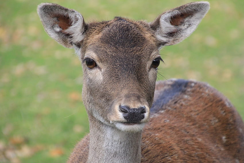 Brown Deer · Stock, roe deer HD wallpaper