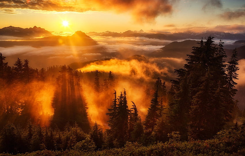 Wald, Himmel, Sonnenuntergang, Sonne, Washington, Aussichtspunkt, Evergreen Mountain, Abschnitt Природа, immergrüner Wald HD-Hintergrundbild