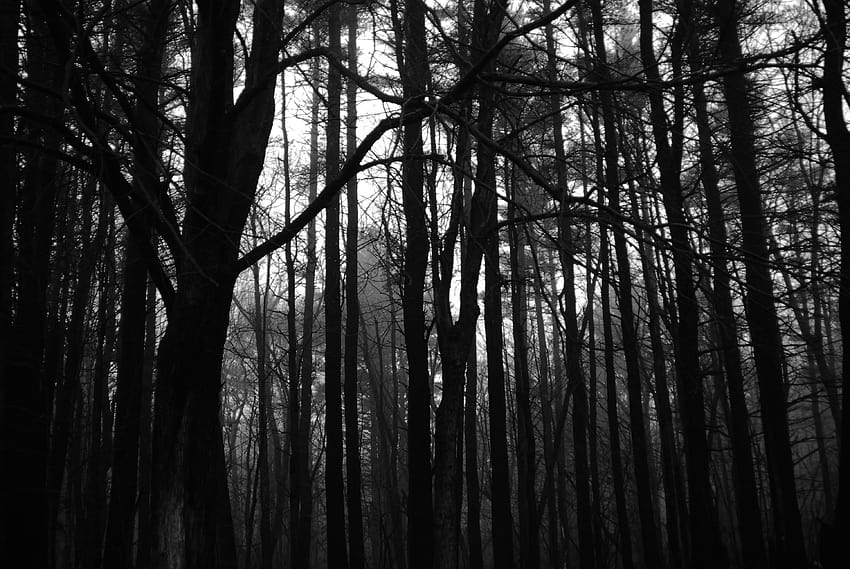 Dark Scary Forest on MarkInternational.info, spooky forest HD wallpaper
