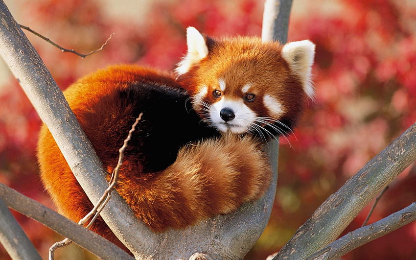 Cute Red Fox Baby, cute foxes HD wallpaper