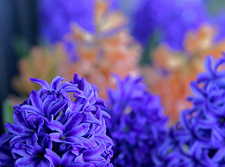 Hyacinths, purple flower lot, Nature, Flowers, Hyacinths, violet hyacinths flowers HD wallpaper