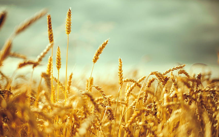 Висока разделителна способност: пшеница, 35 пълна пшеница HD тапет