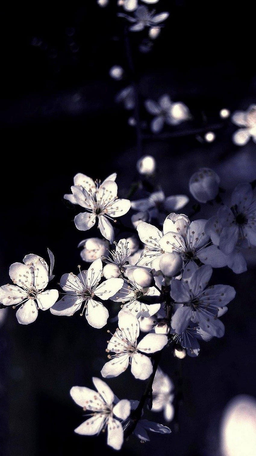 블랙 화이트 사과 나무 꽃, 흑백 봄 HD 전화 배경 화면