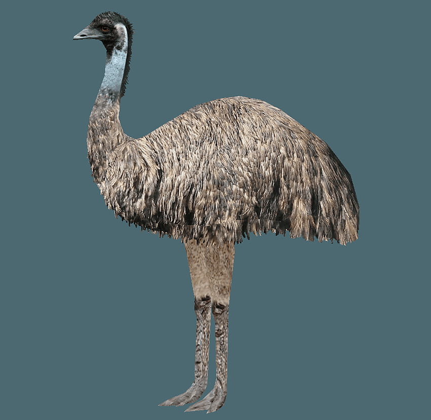 Emu , Animal, HQ Emu HD wallpaper
