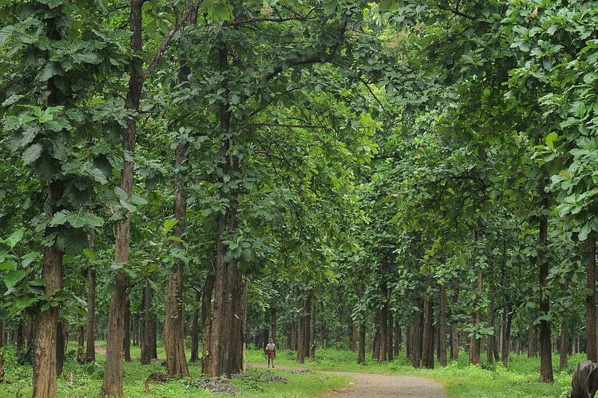 Misty Grove, nature in kerala forest bg HD wallpaper | Pxfuel