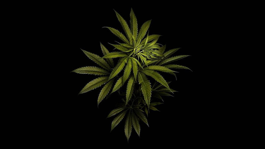 마리화나 잎 HD 월페이퍼