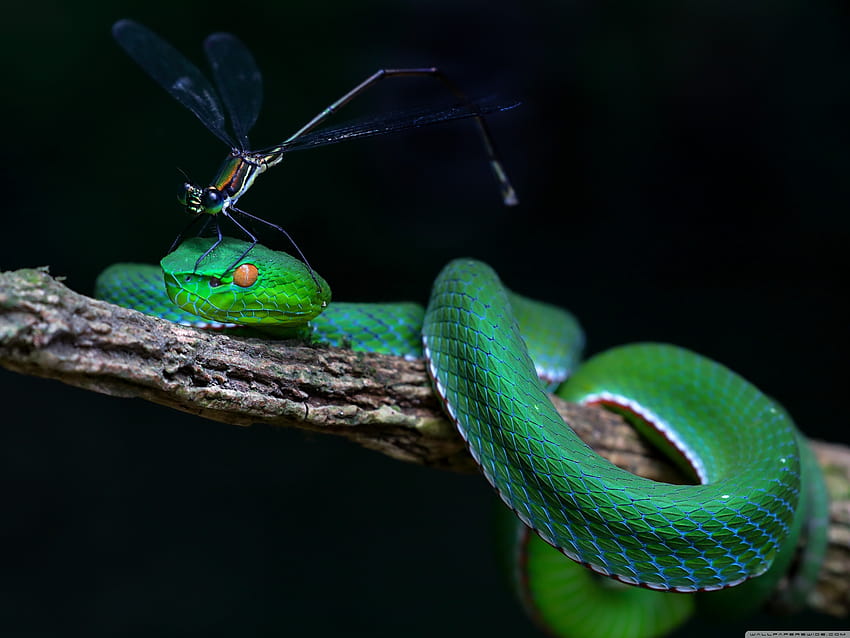 Green Snake ❤ for Ultra TV • Wide, white lipped pit viper snake tree HD wallpaper