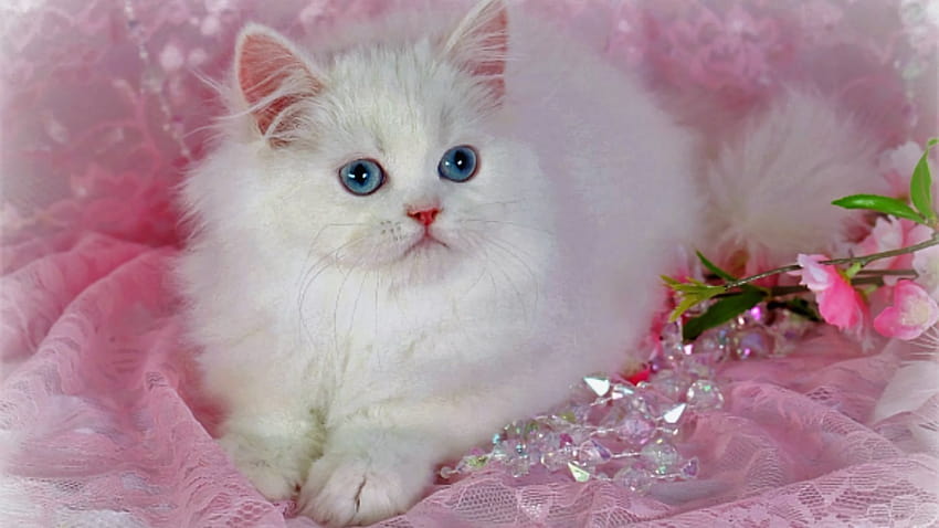 Beautiful Cat, very cute cats HD wallpaper