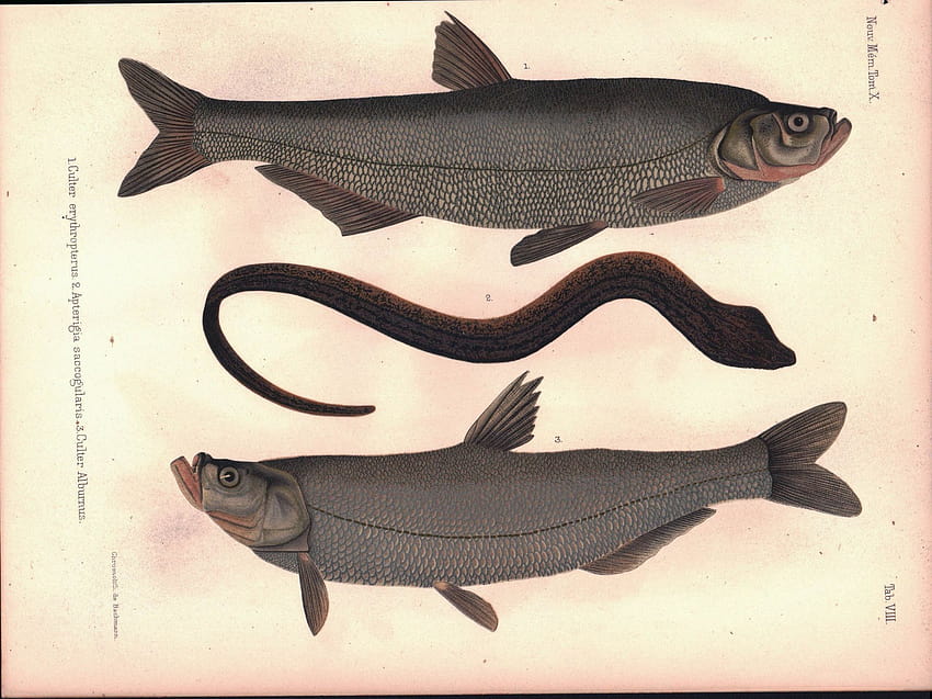 1855 Tab VIII, culter fish HD wallpaper