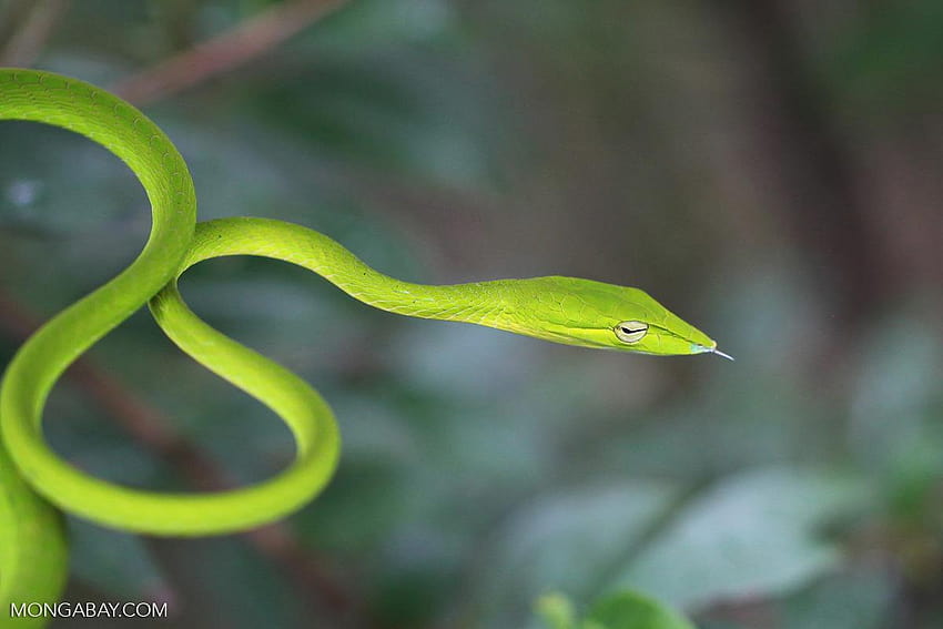 Asian Vine Snake, green vine snake ahaetulla nasuta HD wallpaper | Pxfuel