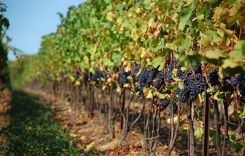 kebun anggur, anggur, daun anggur, kebun anggur, keluarga selentingan, tanaman, vitis, pertanian, anggur, musim gugur, pohon Wallpaper HD