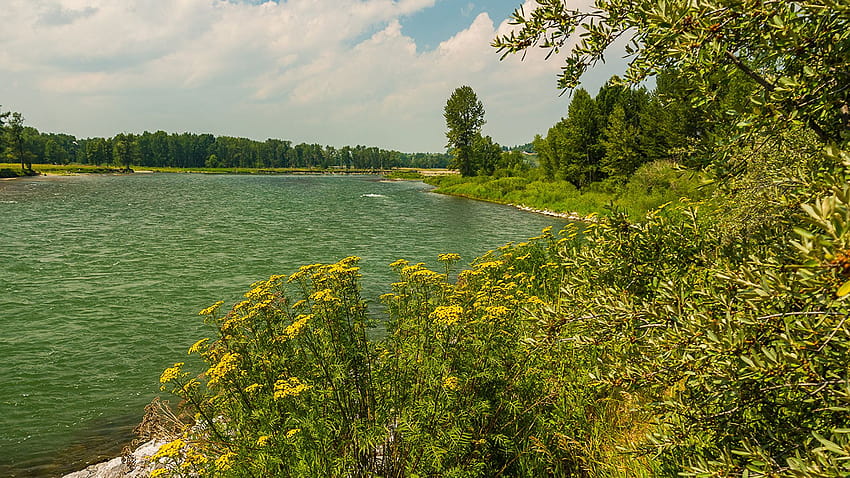 Canada Bow River Alberta Nature Sungai musim panas 1920x1080, sungai musim panas Wallpaper HD