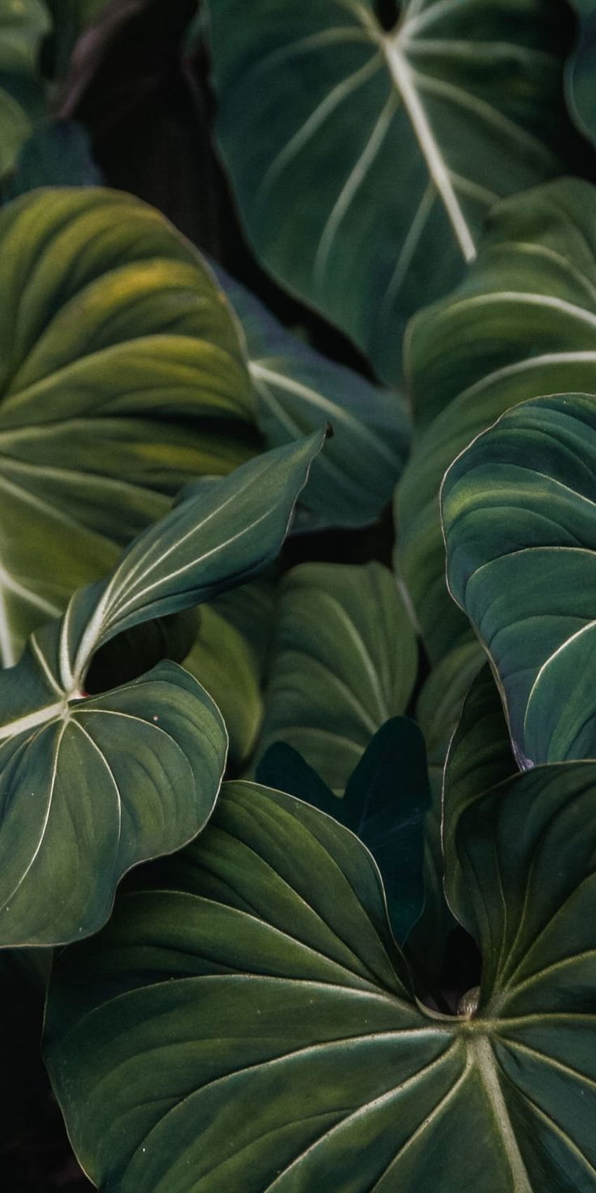 Flora, green leaf, veins, close up, 1080x2160, plant cell HD phone wallpaper