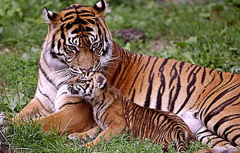 Tiger Mom Wallpapers - Wallpaper Cave