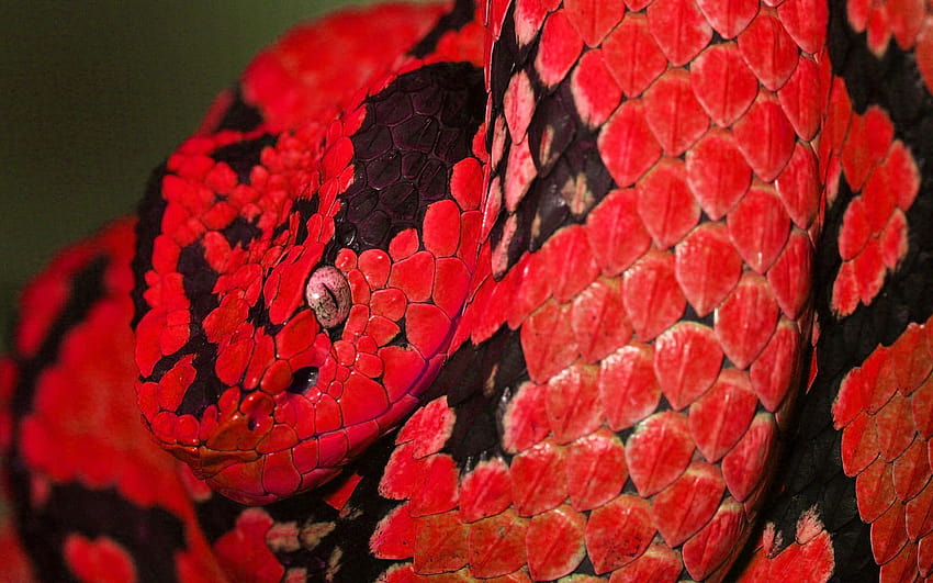 붉은 뱀 HD 월페이퍼