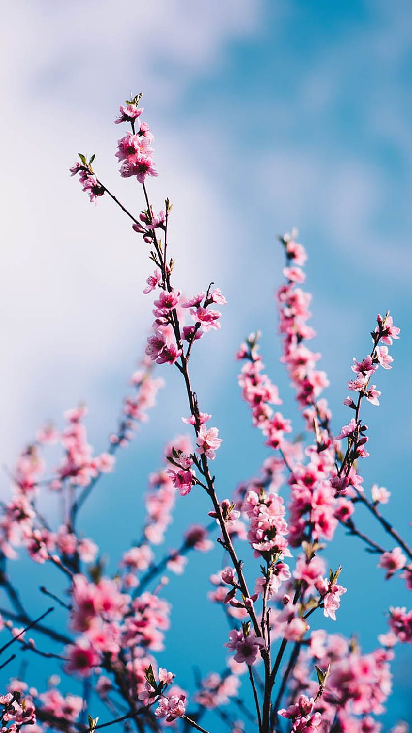 Spring cute preppy HD phone wallpaper | Pxfuel