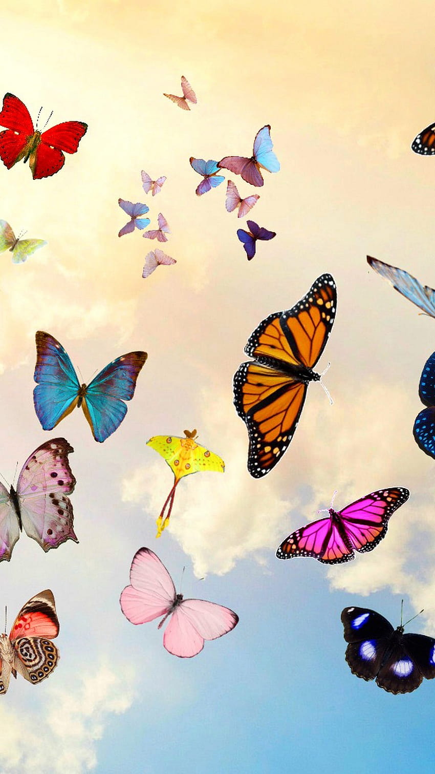 3D Butterfly Customize Wallpaper  Myindianthings