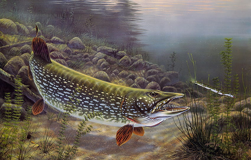 แม่น้ำ รูป ปลา ศิลปะ จิตรกรรม ใต้น้ำ บ่อน้ำ ของประดับตกแต่ง หอก เหยื่อ Rick Kelley มาตรา живопись หอกเหนือ วอลล์เปเปอร์ HD