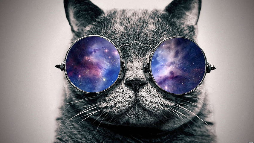 Котка със слънчеви очила HD тапет