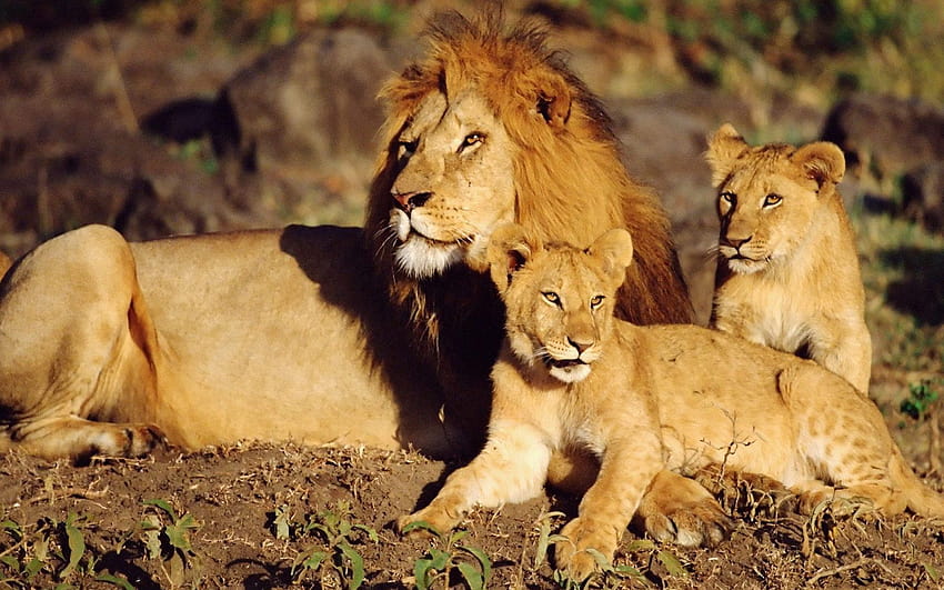 мъжки лъв и две малки малките Диви котки, два лъва HD тапет