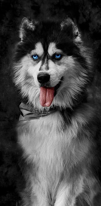 60 Husky HD Wallpapers and Backgrounds