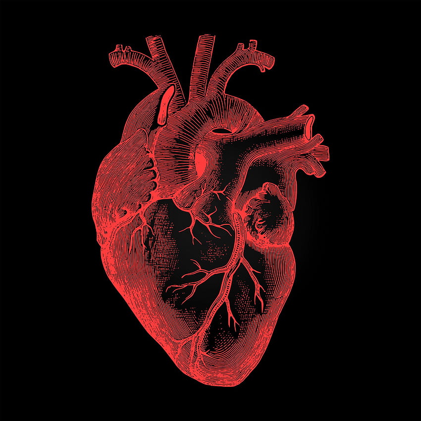 : 인간 심장, 심장 해부학 HD 전화 배경 화면