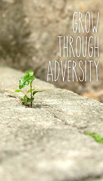 Adversity teaches us the lessons we would never be willing to teach  ourselves | Teaching, Adversity, Country roads