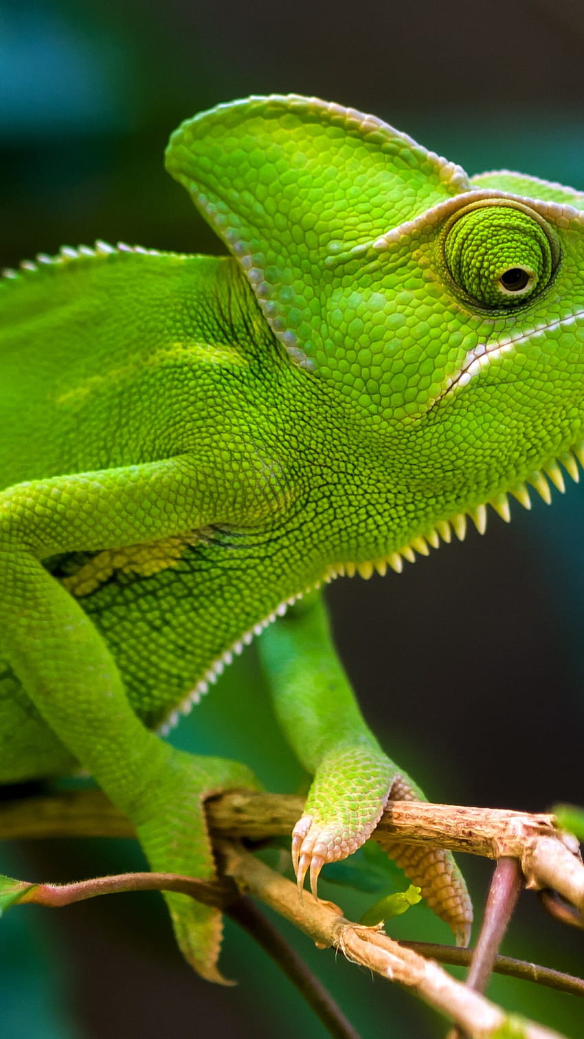 Chameleon, Green, , Animals, animal chameleon forest HD phone wallpaper |  Pxfuel