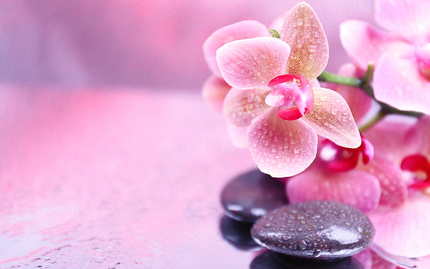 Pink Orchid On High Resolution HD wallpaper