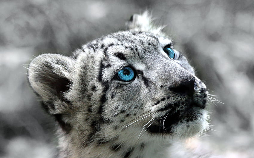 Snow Leopard HD wallpaper