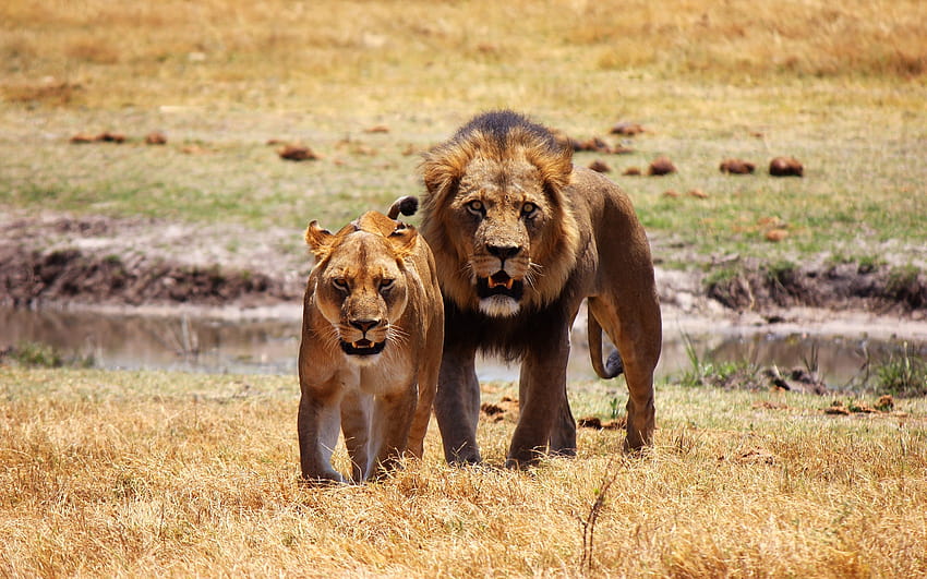 Due leoni, vista frontale, fauna selvatica 2560x1600 Sfondo HD