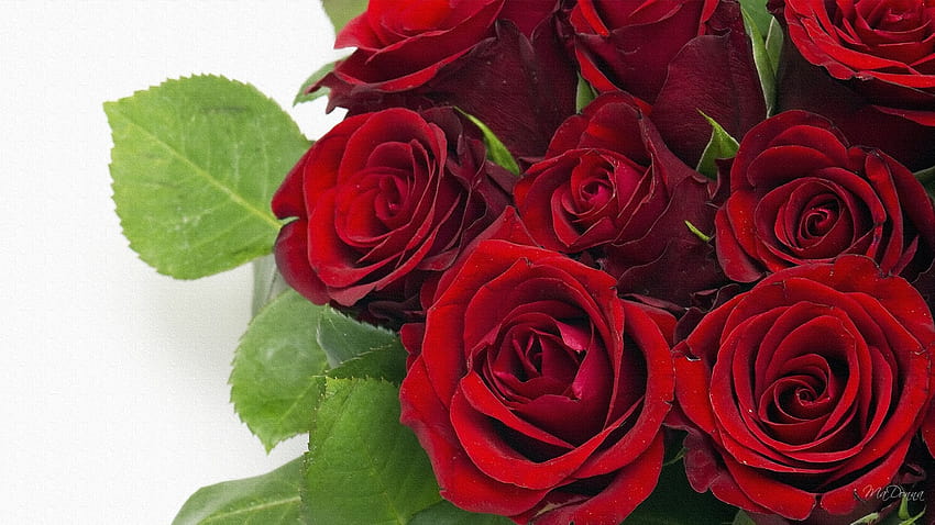 빨간 장미 가장 인기있는 장미 장미 아름다운 장미 빨강 [1600x900], 모바일 및 태블릿, 장미 꽃을 든 여성 HD 월페이퍼