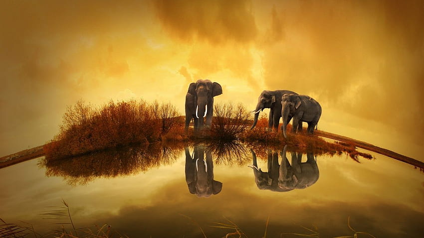 Éléphant de Thaïlande, éléphant d'Asie Fond d'écran HD