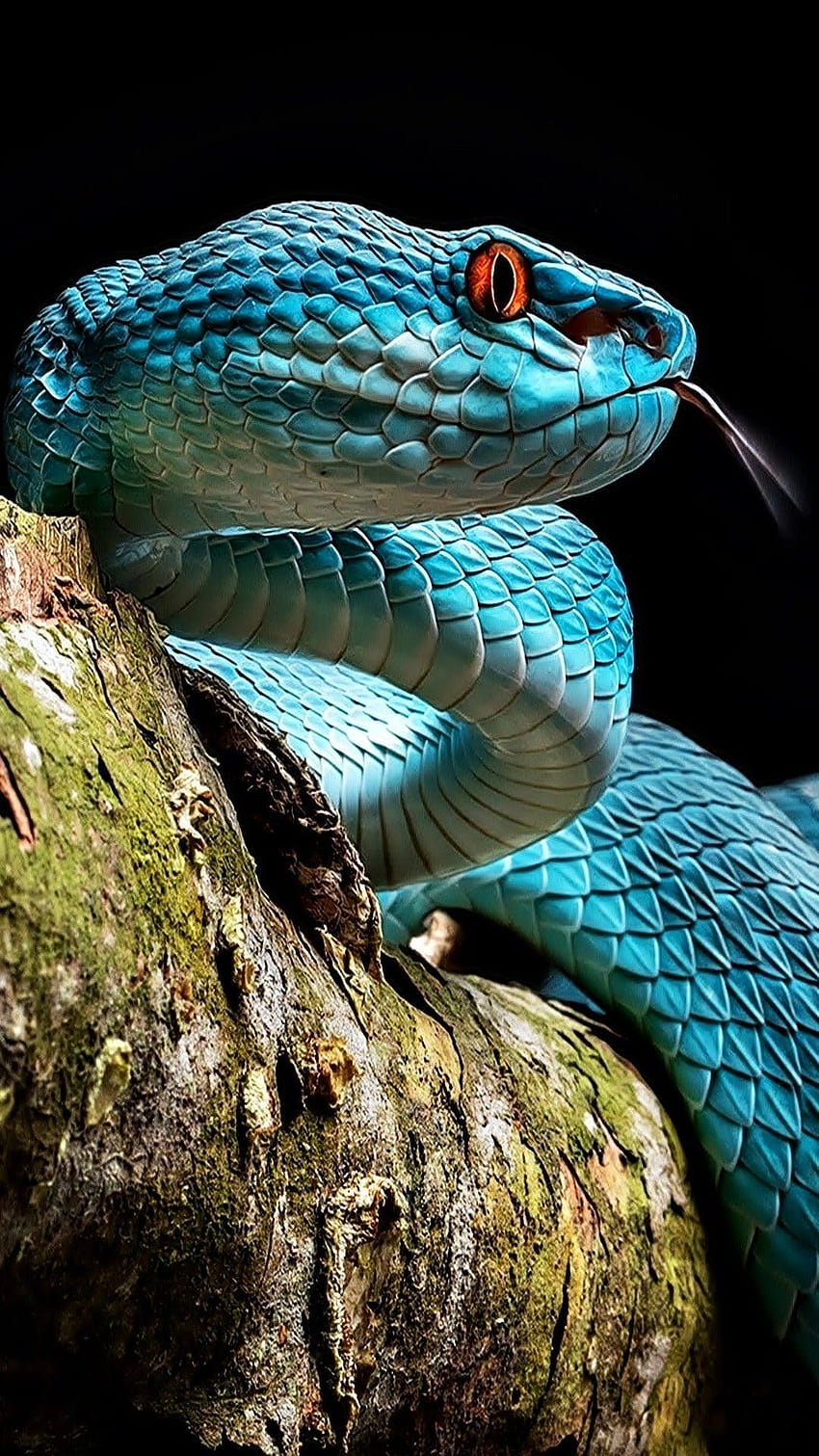 blue pit viper HD phone wallpaper